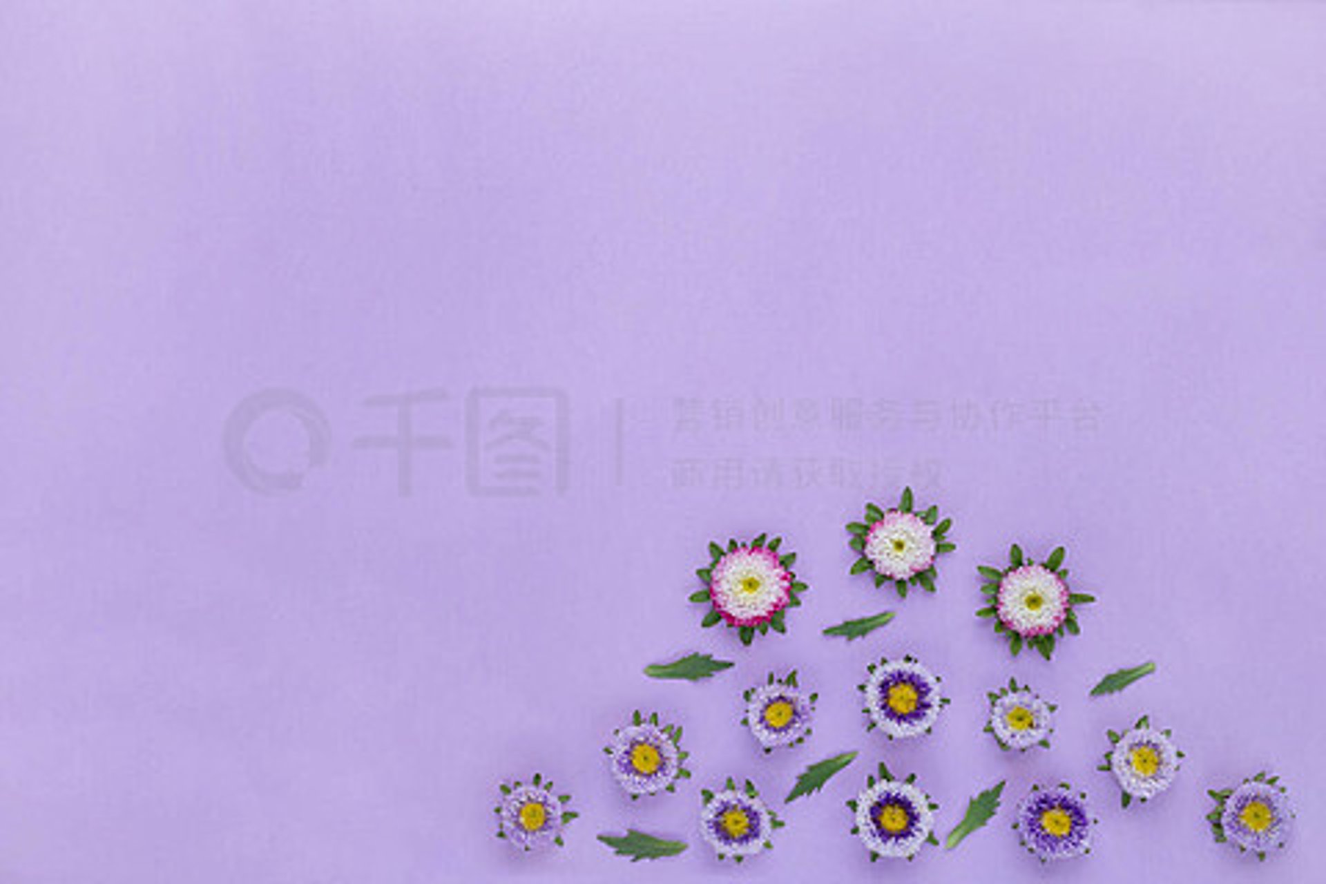 紫苏精华液